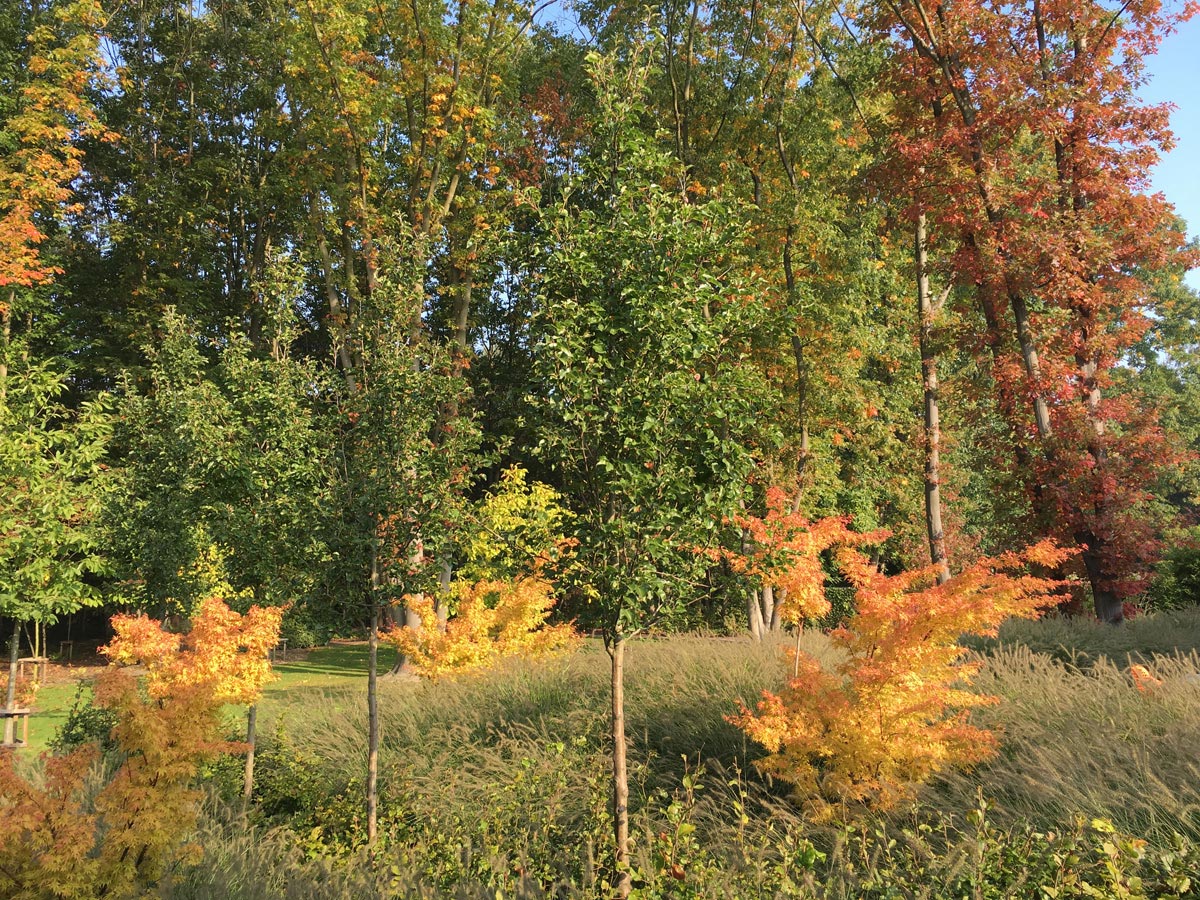 Lithium Garden View