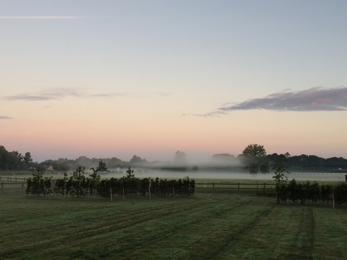 Meadow view