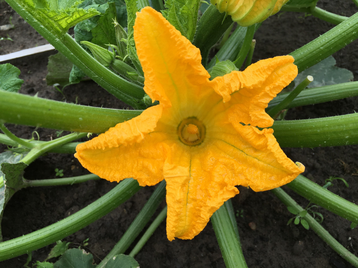 Lithium Vegetable Garden